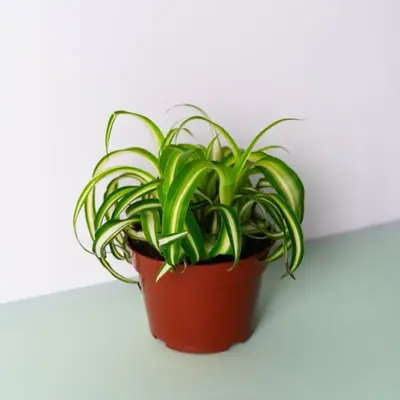 Spider Bonnie Plant - 4 Inch