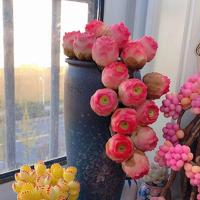 500 Pcs Mountain Rose Succulent Seeds - Vibrant Colors for Your Home Garden
