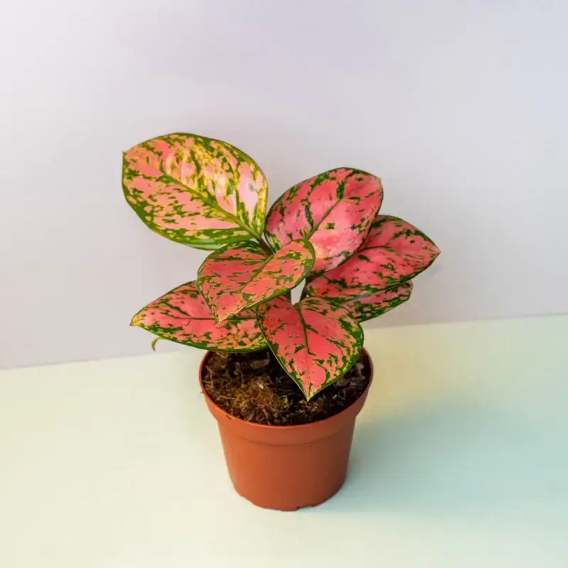 Pink Chinese Evegreen - Aglaonema - 4 Inch Pot