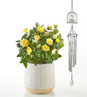 Yellow Mini Rose Plant and Love Blooms Windchime - FedEx
