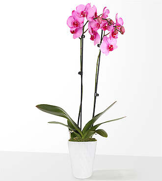 5 Inch Pink Watercolor Orchid - FedEx