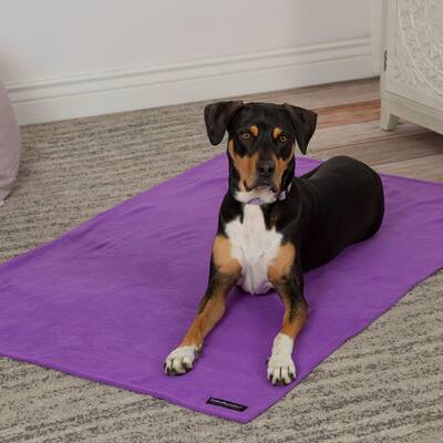 Snuggle Paws Signature Pet Blanket - L