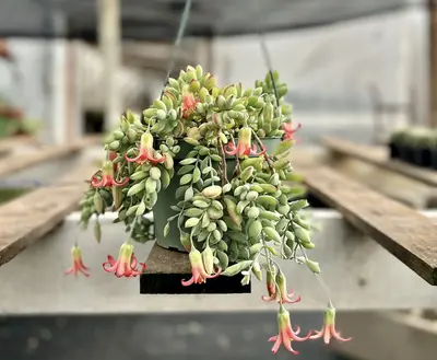 Cotyledon Pendens, Trailing Succulent, Small Live Plant in 2\