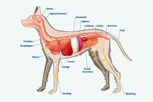 Dog Health: Dog Breeds and Basic Anatomy