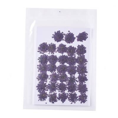 Pressed Dried Flowers