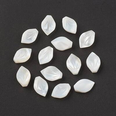 Natural Sea Shell Beads