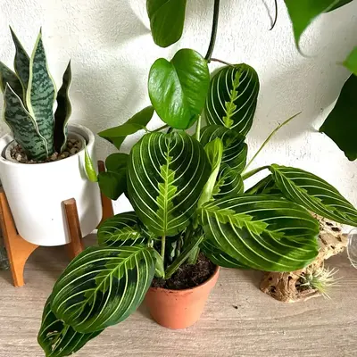 Maranta Lemon Lime Prayer Plant - Live House Plant
