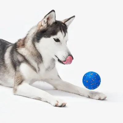 Cheerble Wicked Ball Air, Smart Interactive Dog Toy Ball, Durable Dog Toy, Chew Proof Toy, Automatic Moving and Bouncing, 3 S...