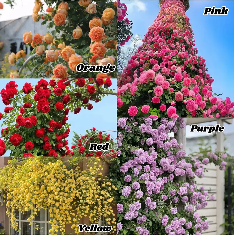 [Promise: Germinate or Refund]Mixed-color Climbing Rose Seeds 800pcs, Easy to grow, Year-round Planting Garden Flower Red Pin...