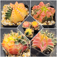 Gymno-Gymnocalycium Mihanovichii Variegated Cactus Set of 3 Cacti Beautiful Multicolor with Unique Variegated Patterns
