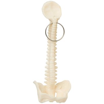150 Promotional Spine and Pelvis Bone Keyring - Medical
