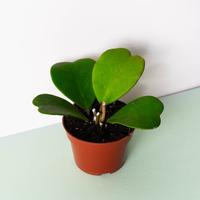 Hoya Kerrii “Sweetheart” Plant - 4 Inch Pot