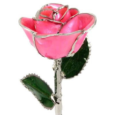 Silver Trimmed Rose: 11 Pink Rose