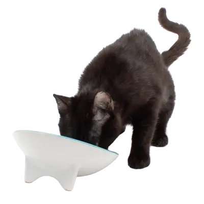 Whiskerware Ceramic Tilted Bowl