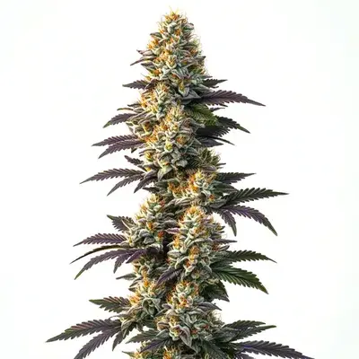 Infinity CBD (1:20) - Seeds Pack: 9-seeds
