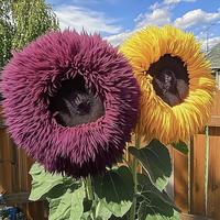 Giant Teddy Bear Sunflower 50+ Seeds - Open Pollinated, Untreated, Non-GMO, Attracts Butterflies & Bees, Heirloom Seed