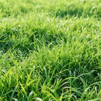 3000pcs Zoysia Grass Seeds – Heat-Resistant Lawn Solution, Perfect for Sunny, Low-Maintenance Yards