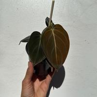 Philodendron Black Gold 4\