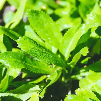 4 Pack x 3000 Culantro Seeds Coriander Herb for planting Diverse Culinary Uses - Rapid Seed Germination, Versatile for Cookin...