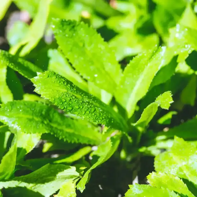 4 Pack x 3000 Culantro Seeds Coriander Herb for planting Diverse Culinary Uses - Rapid Seed Germination, Versatile for Cookin...