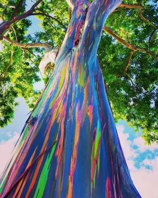CZ GRAIN Rainbow Eucalyptus Tree Seeds - 50 All-Seasons Seeds - Stunning Multicolored Bark - Eucalyptus deglupta - Perfect fo...