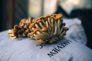Introduction to Mushroom Farming