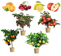 Fruit Tree Seeds for Planting, 50+ Lemon Tree Seeds 50+ Cherry Tree Seeds 50+ Orange Tree Seeds 50+ Apple Seeds, 4 Variety In...