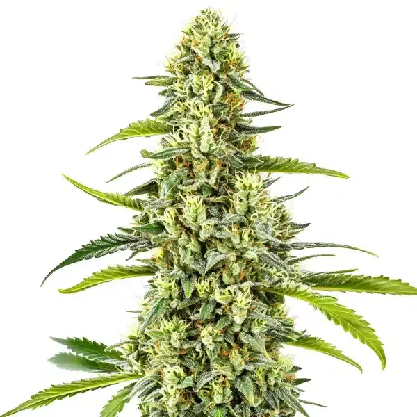 Gorilla x Tangie Regular - Seeds Pack: 1-seed