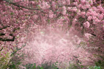 Aperturee Flower Spring Wedding Bridal Photography Backdrop