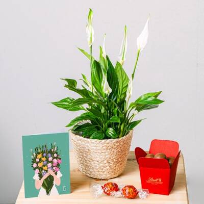 Peace Lily