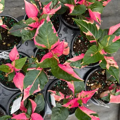 Alternanthera party time pink plant 4\