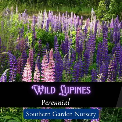 Wild Lupine Seeds, Perennial Wildflower, Native Flowers, Butterfly Garden Flowers - flower seed perennial plant