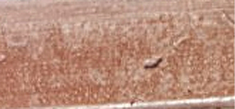 Pola Cosmetics Matita Per Sopracciglia Con Pennello Precise Style R 5 Ml - Tonalità: P1