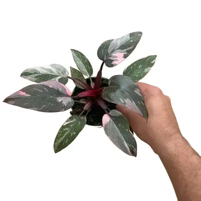Philodendron Pink Princess - 4 Inch