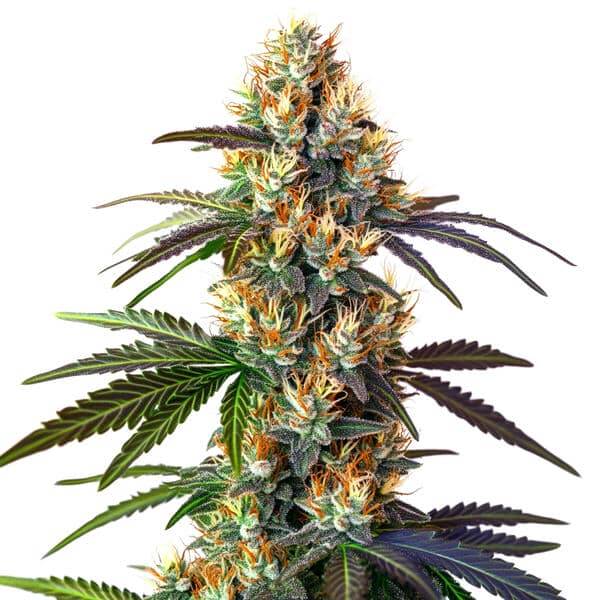 LSD - Seeds Pack: 1-seed