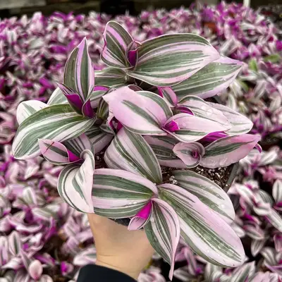 Pink Wandering Jew, Tradescantia Nanouk, Rare Houseplant in 4'', 6'' pot