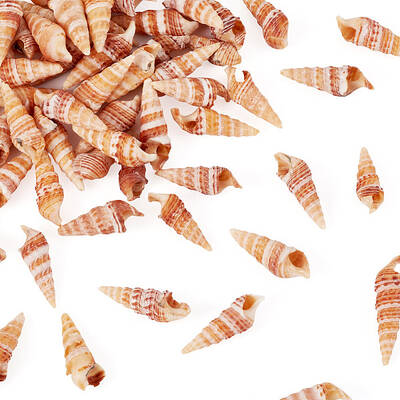 Natural Conch Shell
