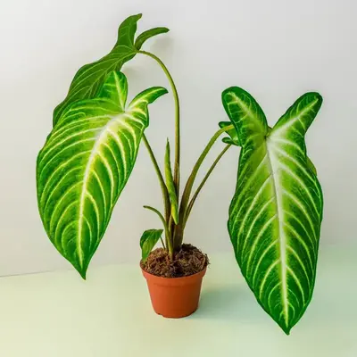 Xanthosoma Lindenii House Plant - 4 Inch