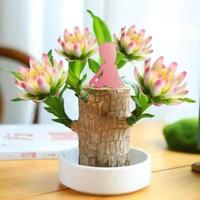 Brazilian lucky tree, with doll and plastic tray, Easy to grow indoors