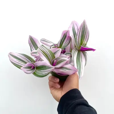 Pink Tradescantia “Nanouk” House Plant