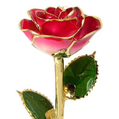 24k Gold Trimmed Rose: 11 Red and Cream Rose