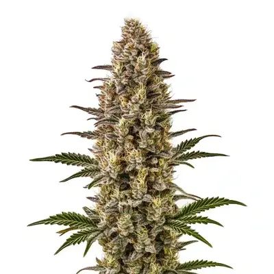 Gelonade - Seeds Pack: 6-seeds