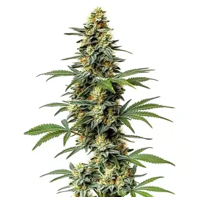 60 Day Wonder - Seeds Pack: 50-seeds