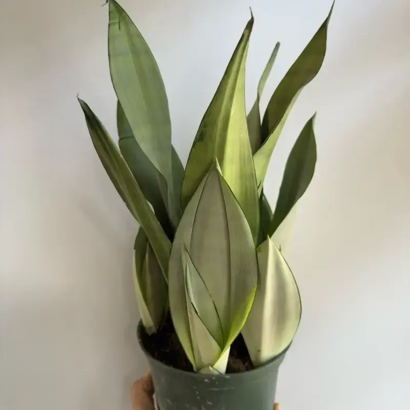 sansevieria moonshine 6 pot Silver Snake Plant - Low Maintenance Indoor House Plant for Home Decor -