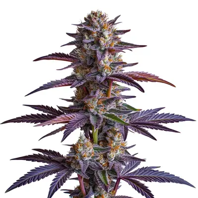 White Runtz - Seeds Pack: 100-seeds