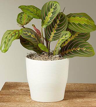 Red Prayer Plant - FedEx