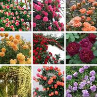 Mixed Color Climbing Rose Seeds – 1000 Seeds, Easy to Grow, Year-Round Planting, 95% Germination Rate