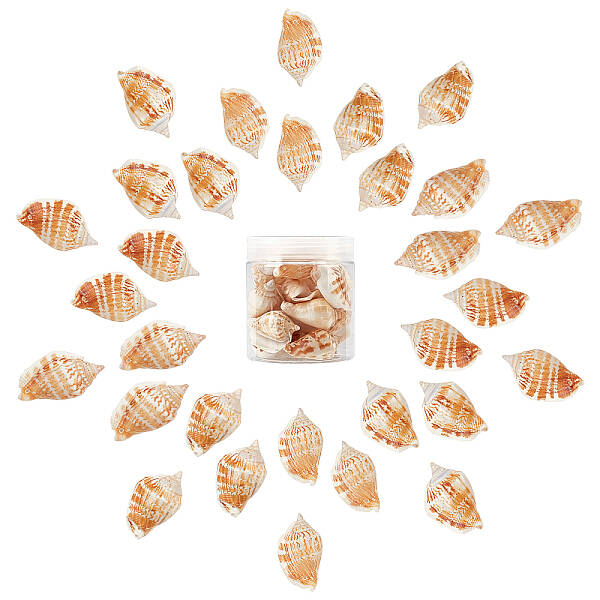 Natural Conch Shell Beads