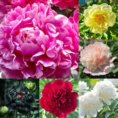 Double Peony Flower Seeds - 50 Non-GMO Seeds for Lush Blooms, Easy to Grow, Perennial Beauty, Fragrant & Elegant, Full Sun Pl...