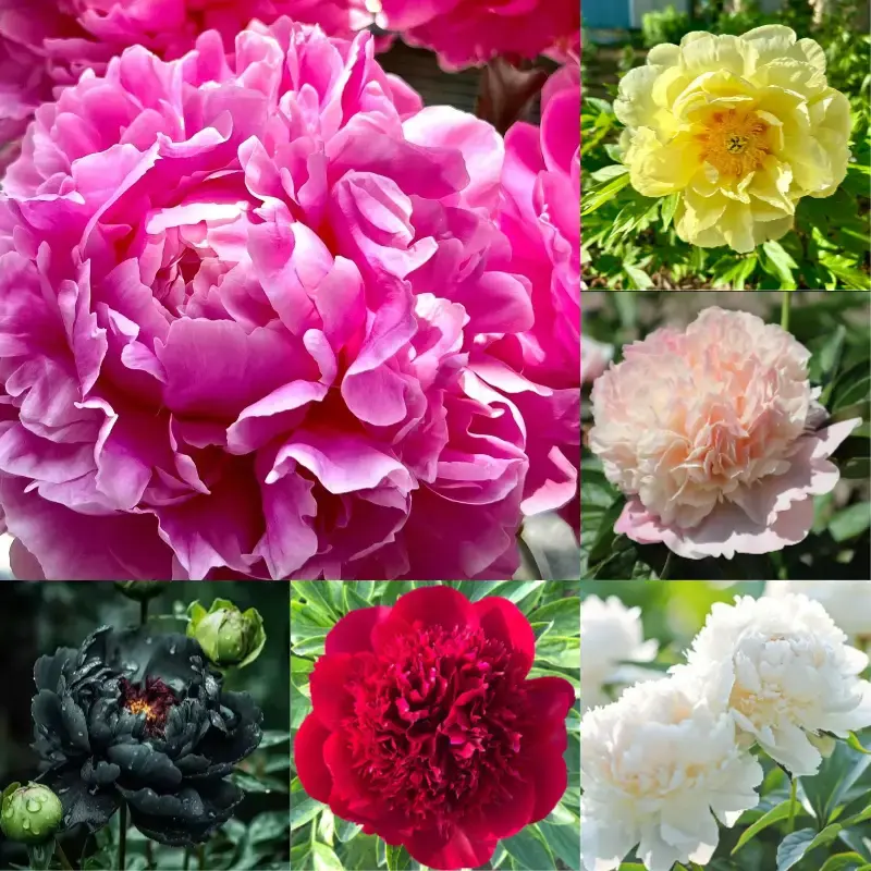 Double Peony Flower Seeds - 50 Non-GMO Seeds for Lush Blooms, Easy to Grow, Perennial Beauty, Fragrant & Elegant, Full Sun Pl...